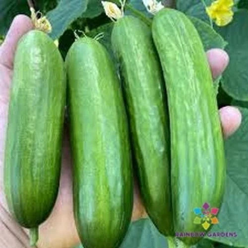 Picolino Cucumber Seeds – Pack of 25+ – Heirloom, Non-GMO, Vining Cucumis sativus for Home Gardens & Container Planting