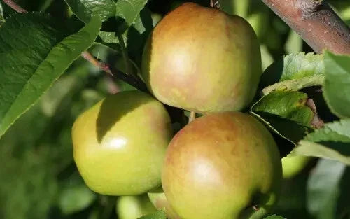 Newtown Pippin Apple Seeds - 25 Non-GMO Heirloom Malus domestica for Home Garden Planting