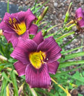 Daylily Bare Root Plant - Hemerocallis 'Grape Magic' - Purple Flowers, Mature Eye, Perennial, Clumping, Full Sun