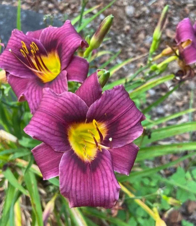Daylily Bare Root Plant - Hemerocallis 'Grape Magic' - Purple Flowers, Mature Eye, Perennial, Clumping, Full Sun