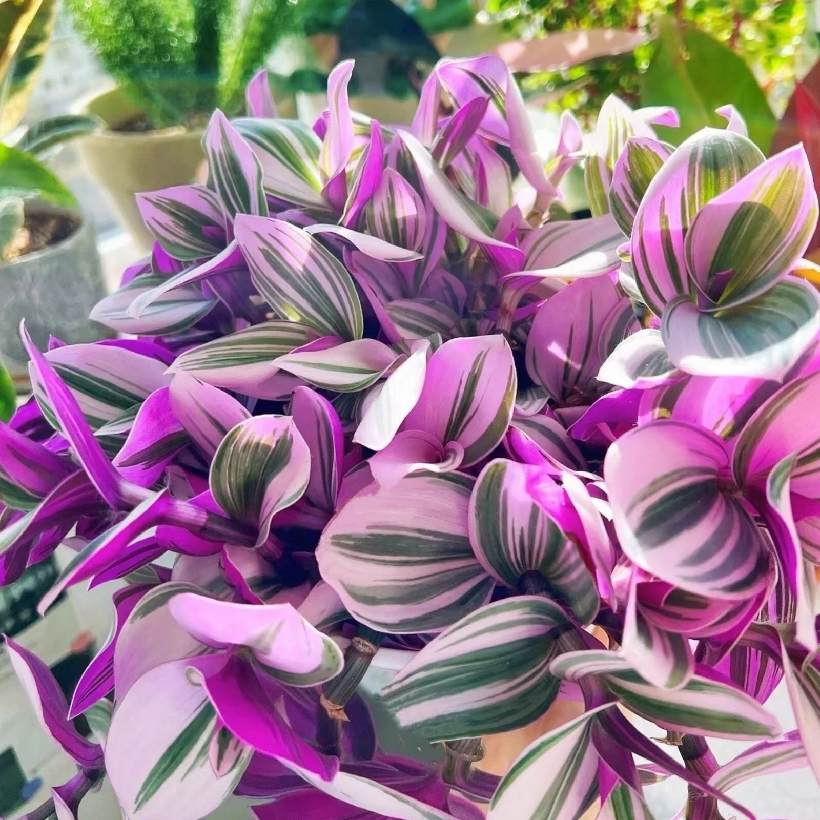 Tradescantia Nanouk Cuttings - 3 Unrooted 3”-4” Pink and Green Variegated Houseplant Propagation, Indoor Decor