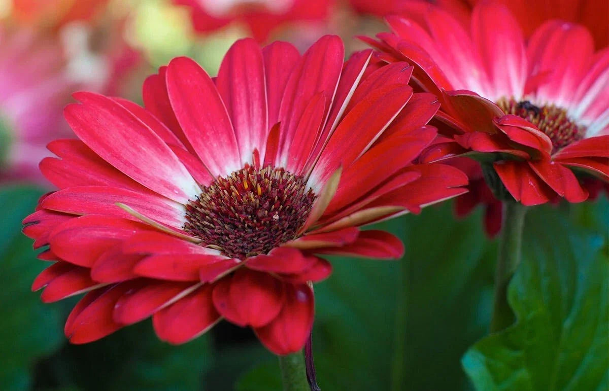 Gerbera Daisy Seeds – 200+ White & Red Gerbera jamesonii Flower Seeds for Garden, Container & Bed Planting, Non-GMO, Easy to Grow