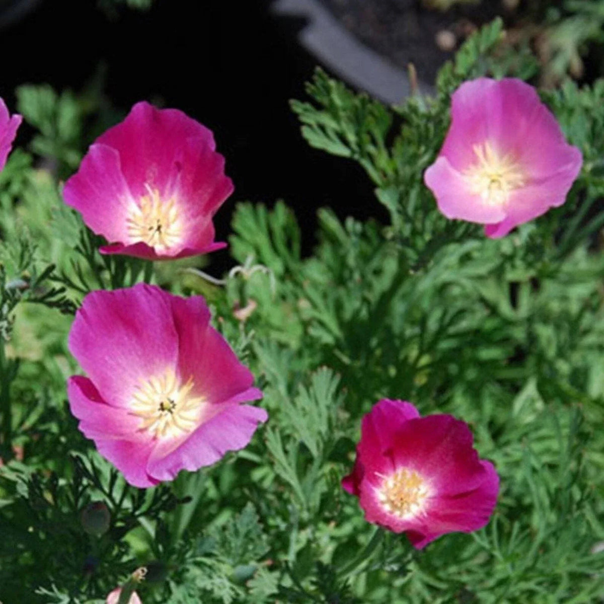 Purple Gleam California Poppy Seeds - 250+ Flower Seeds - Eschscholzia californica - Perennial Garden Seeds