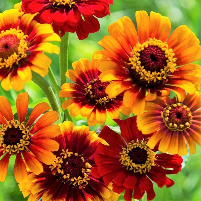 Zinnia Seeds | Bicolor Red Yellow | Sombrero Zinnia | Annual Flower Seeds for Garden, Borders & Cut Flowers
