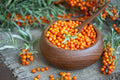 Seaberry Bush Seeds 100 Pack - Edible Hippophae rhamnoides for Garden, Nutritious Berries, Drought Tolerant, Hardy Zone 3-7