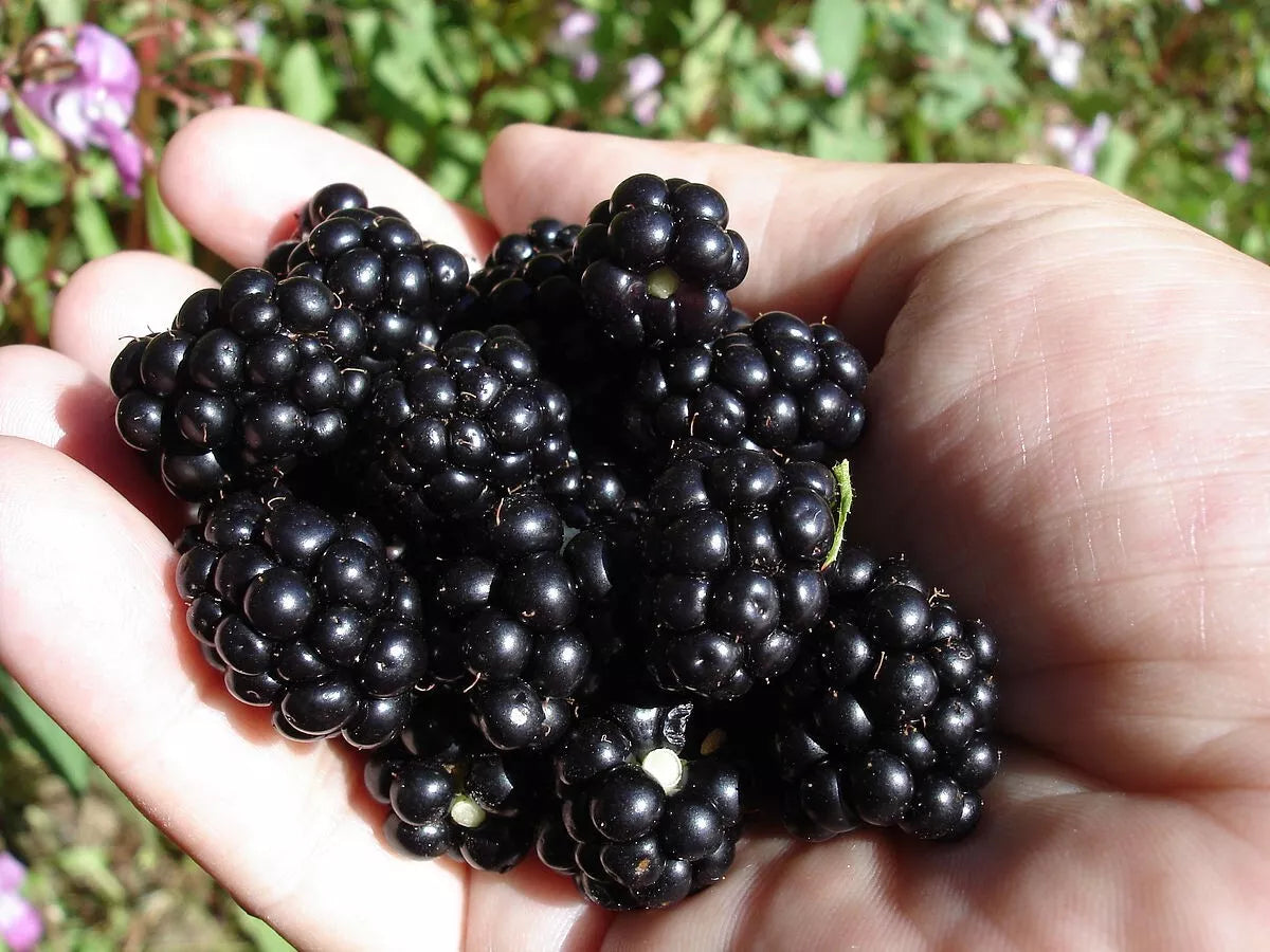 Organic Blackberry Seeds - 100 Count, Non-GMO, Sweet Fruits, Rubus fruticosus, Home Garden, Climbing Shrub, Perennial