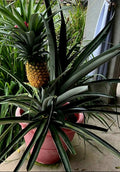 Sweet Pineapple Seeds Pack | Ananas comosus Tropical Fruit | 8+ Premium Seeds for Home Garden & Pot Cultivation