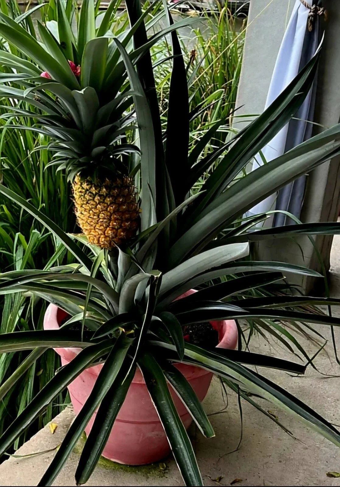 Sweet Pineapple Seeds Pack | Ananas comosus Tropical Fruit | 8+ Premium Seeds for Home Garden & Pot Cultivation