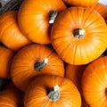 Small Sugar Pumpkin Seeds - Heirloom Cucurbita pepo for Pies & Fall Decor, Non-GMO, High Germination