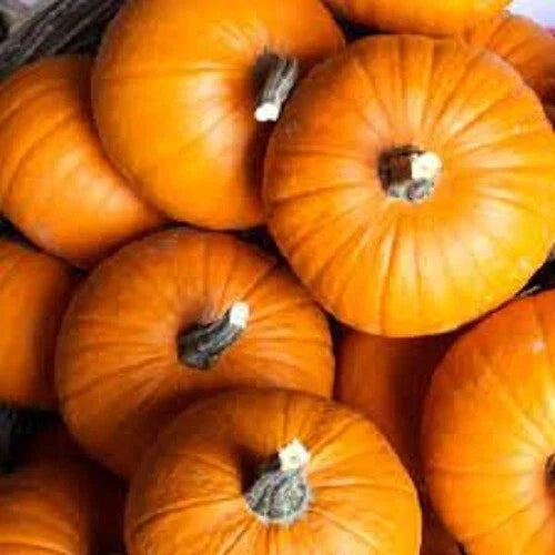 Small Sugar Pumpkin Seeds - Heirloom Cucurbita pepo for Pies & Fall Decor, Non-GMO, High Germination
