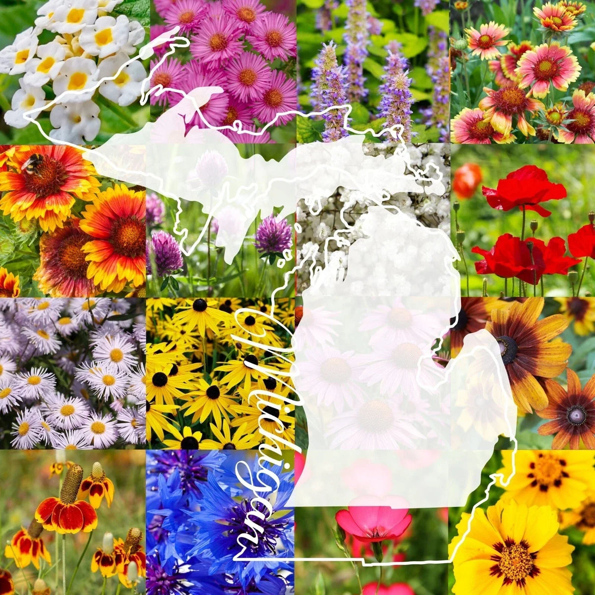 Wildflower Seed Mix 1/2LB Michigan Variety - Native Wildflowers for 1,000 sq ft