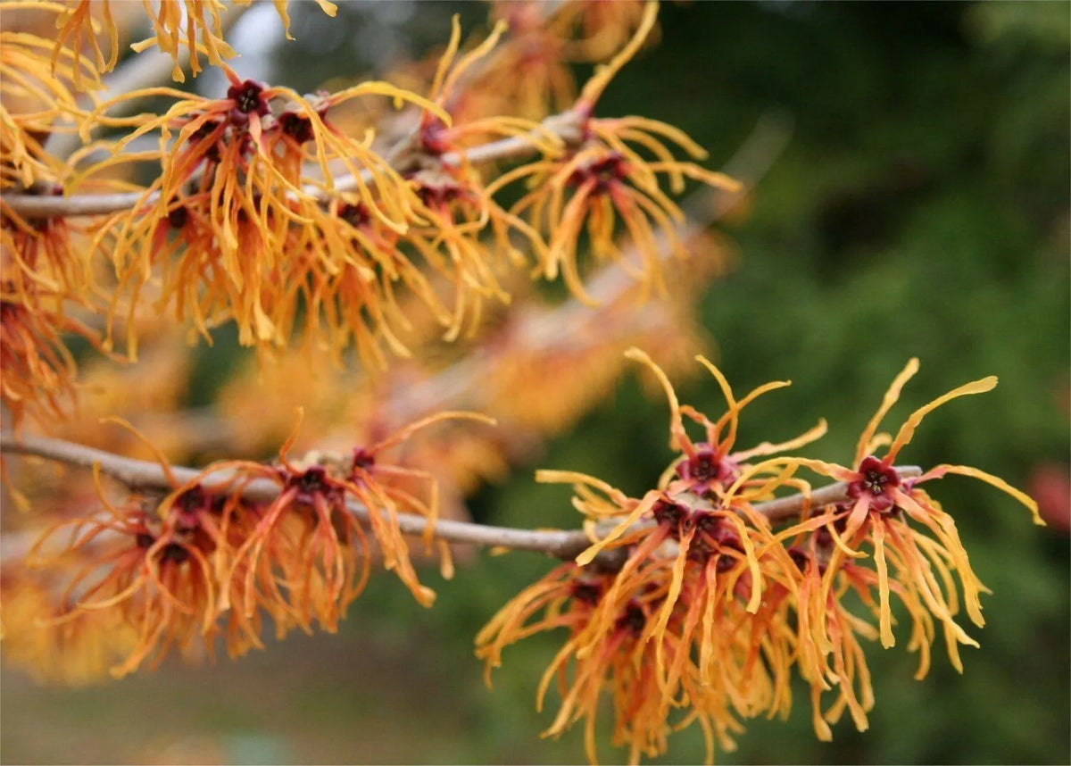 Witchhazel Bare Root Starter Plant 8-16 Inch Hamamelis vernalis Medicinal Shrub for Erosion Control & Wildlife Habitat