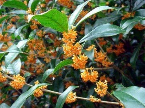 Fragrant Tea Olive Plant APRICOT ECHO - Rooted Starter Osmanthus fragrans