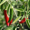 Serrano Pepper Seeds - Non-GMO Capsicum annuum for Gardening, 100+ Seeds, Spicy Green to Red Peppers
