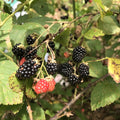 Blackberry Bush Starter Plants, Bare Root, Southern Wild Rubus fruticosus, Edible Fruit, Home Garden