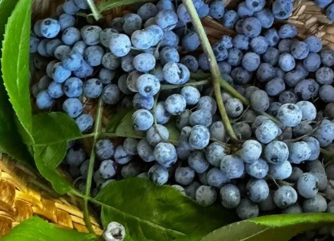 Blue Elderberry Seeds - Sambucus Caerulea, 50+ Seeds with Bonus Poha Berry, Edible Perennial Garden Seeds for Wildlife & Food