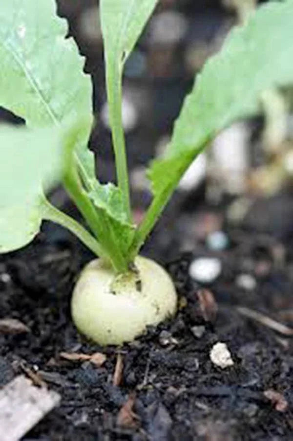 Heirloom Radish Seeds - 1000 Non-GMO Hailstone White Raphanus sativus for Home Gardening, Salad, Organic, Fast-Growing