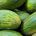 Valencia Late Melon Seeds – Non-GMO Heirloom Cucumis melo – Juicy, Sweet, Garden Seeds for Summer Harvest