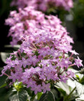 Pentas Seeds 500 Count - Northern Lights Lavender - Pentas lanceolata Butterfly and Hummingbird Attracting Flowers