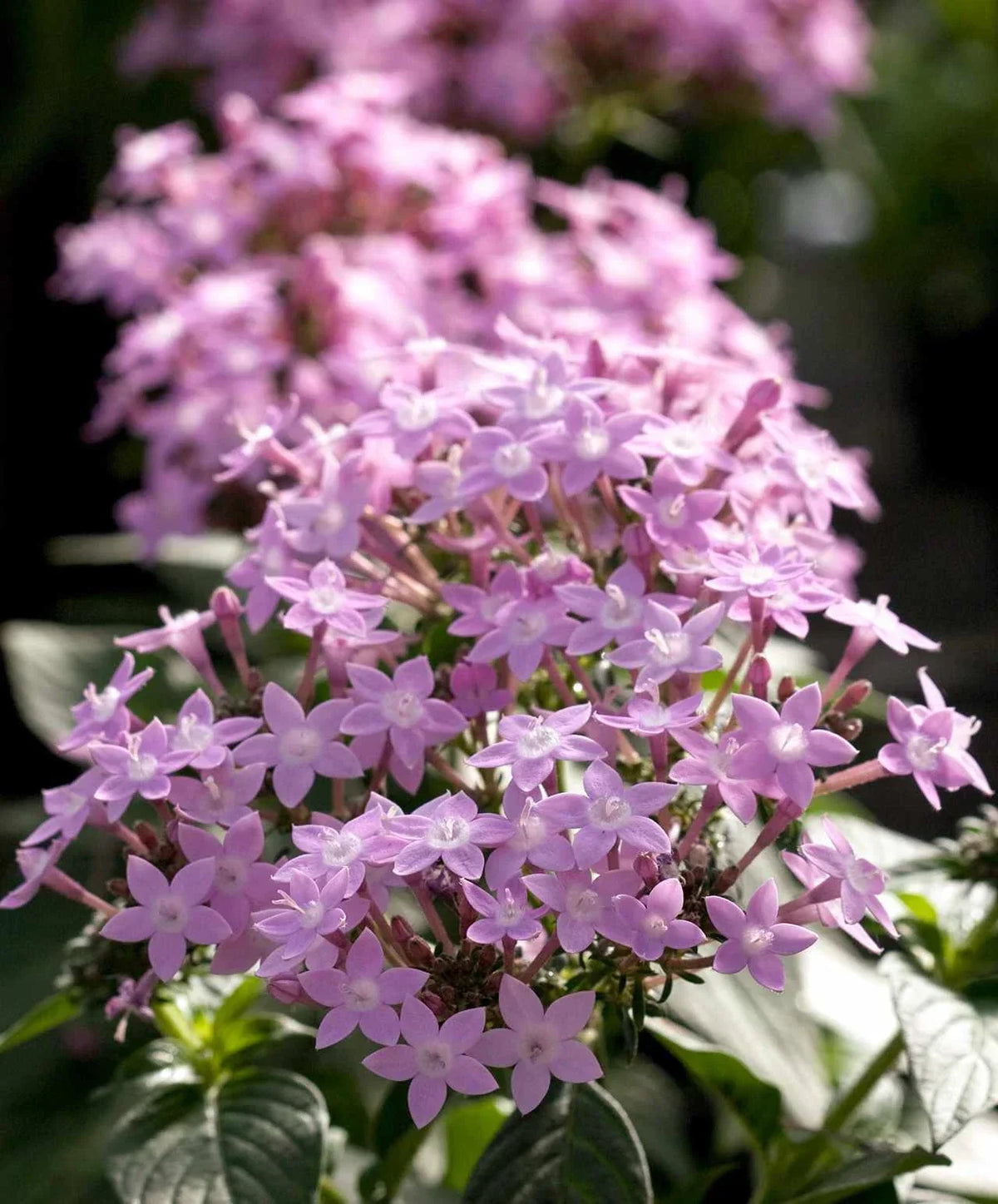 Pentas Seeds 500 Count - Northern Lights Lavender - Pentas lanceolata Butterfly and Hummingbird Attracting Flowers