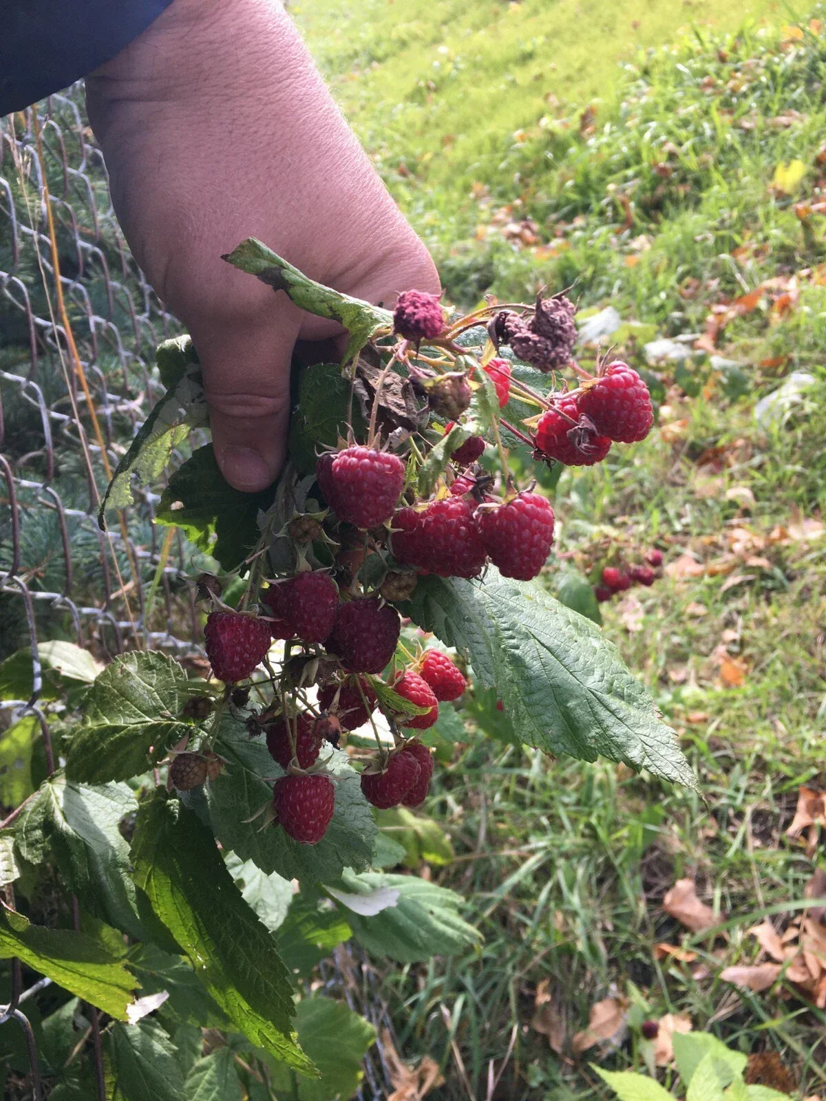 Organic Raspberry and Mint Plants - Heritage Variety Bare Root Duo - Rubus idaeus & Mentha