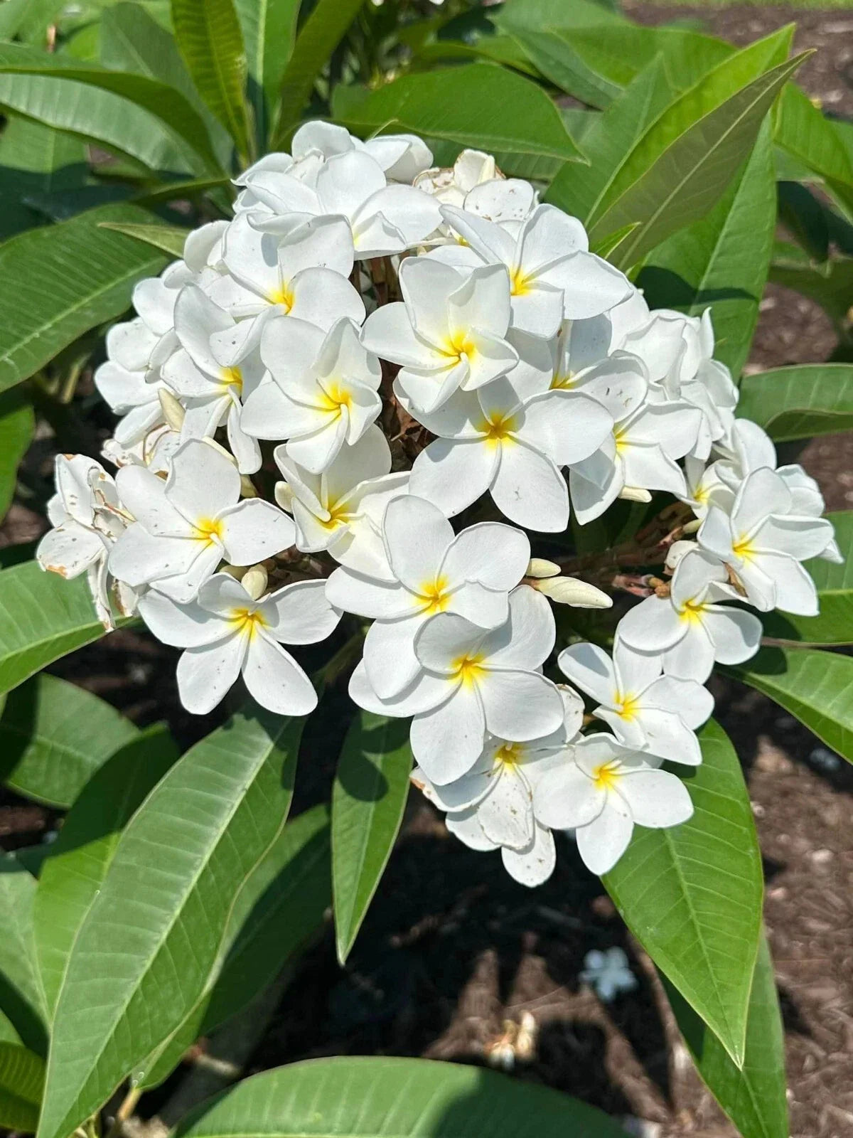Plumeria Cutting 10+ Inches White Plumeria alba Exotic Unrooted Tropical Garden Plant