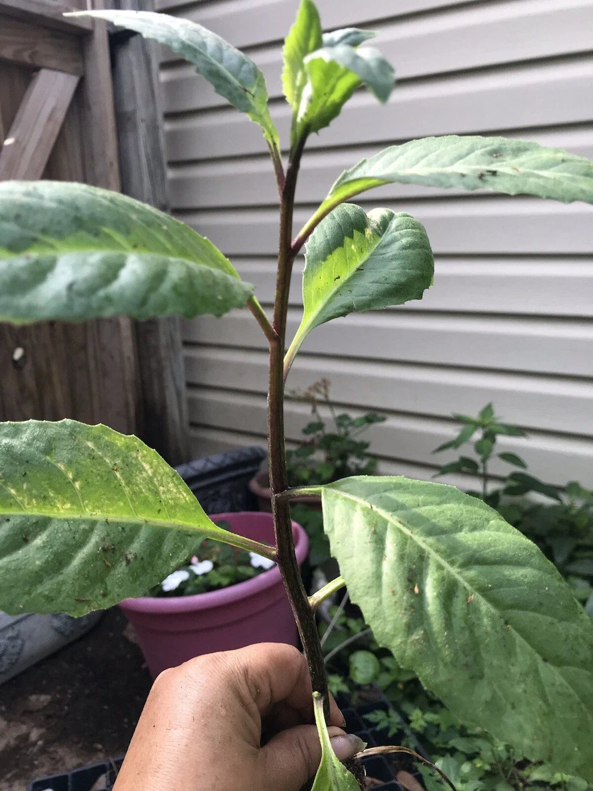 African Bitter Leaf Plant - Live Starter - Vernonia amygdalina - Medicinal Herb for Diabetes - Herbal Garden Plant