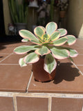 Aeonium Sunburst Succulent Cutting 4-6 Inches, Colorful Variegated Succulent Plant, Indoor Garden, Drought Tolerant, Easy Care