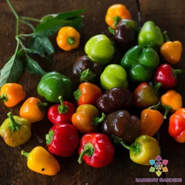 Mini Bell Pepper Seeds Pack – Capsicum annuum – Colorful Sweet Pepper Blend for Garden, Container, or Raised Bed Cultivation