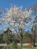 Japanese Flowering Cherry Seeds - Prunus serrulata Ornamental Tree with Pink Blooms, 10 Pack