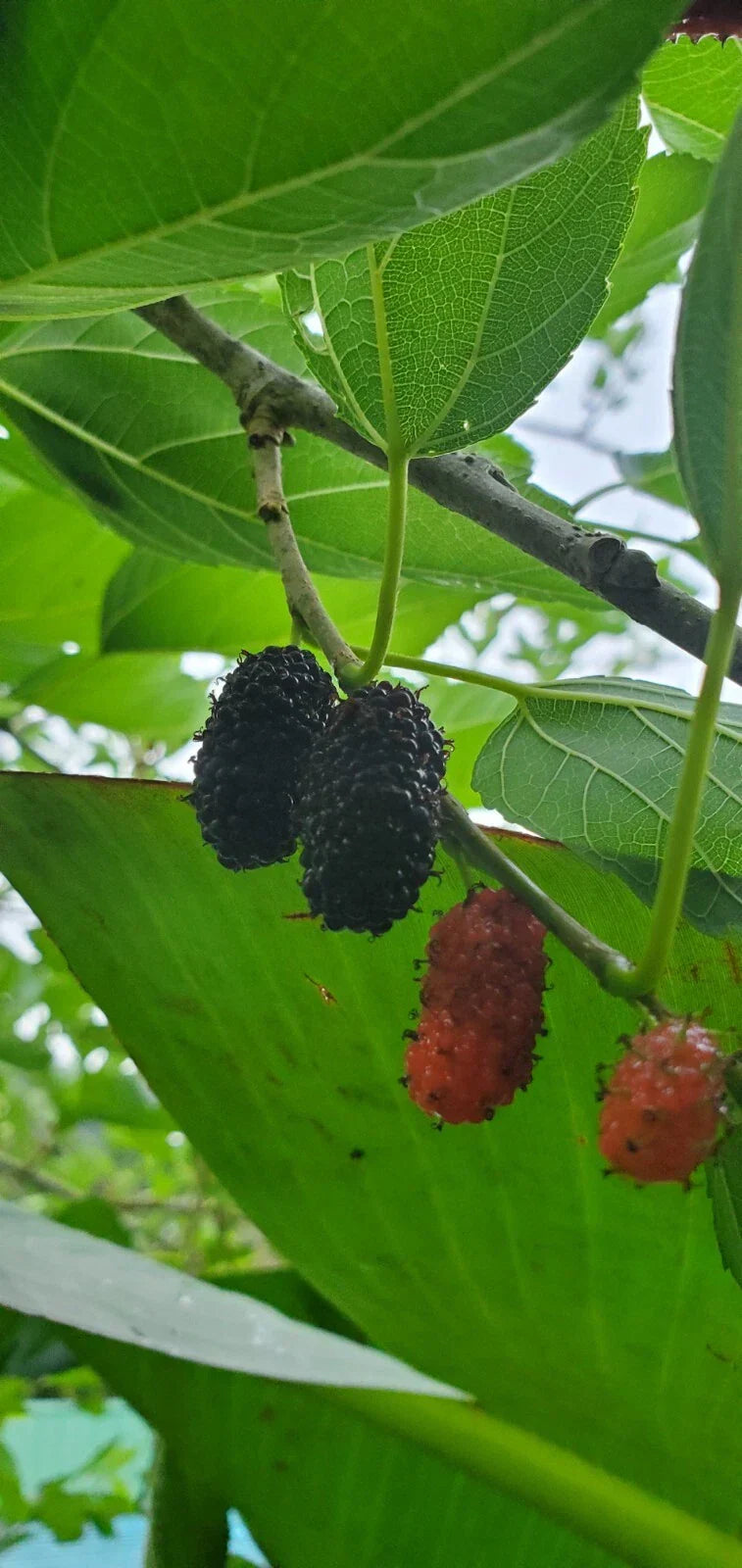 Rooted Mulberry Fruit Tree Cutting Morus alba Edible Garden Plant for Home Landscaping