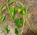 Giant Golden Pothos Cuttings - 5 Epipremnum aureum Propagation Stems with Nodes, Indoor Plant, Trailing Vine