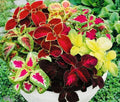 Coleus Seeds Rainbow Mix - 100+ Seeds - Colorful Foliage Plant - Plectranthus scutellarioides