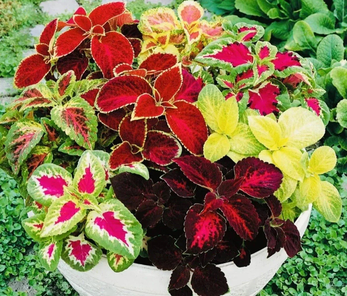 Coleus Seeds Rainbow Mix - 100+ Seeds - Colorful Foliage Plant - Plectranthus scutellarioides