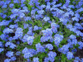 Chinese Forget Me Not Seeds - Blue Annual Wildflower - Myosotis asiatica - Over 200 Seeds for Gardens & Borders