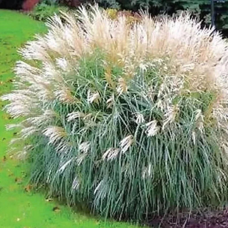 Silver Maiden Grass Seeds - Organic Miscanthus sinensis 'Morning Light' - 100 Pack for Gardens and Landscaping