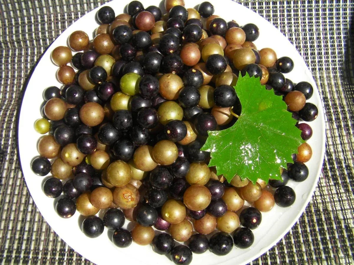 Organic Muscadine Grape Cuttings 10+10 Black Noble & Bronze Carlos Vitis rotundifolia for Home Garden, Vineyard, Juicy Grapes