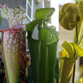 Live Carnivorous Pitcher Plant - Sarracenia Bare Root, Beginner Friendly, Natural Pest Control, Indoor Garden Plant