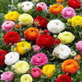 Ranunculus Seeds 100 Persian Buttercup Flower Seeds Ranunculus asiaticus Spring Planting