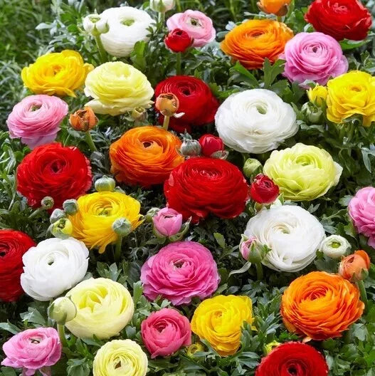 Ranunculus Seeds 100 Persian Buttercup Flower Seeds Ranunculus asiaticus Spring Planting