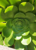 Aeonium Canariense Succulent Plant Cutting – 5"-6" Green Rosette, Indoor & Outdoor, Easy Care, Drought Tolerant