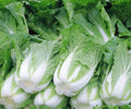200+ Chinese Cabbage Seeds - Michihili Heading Cabbage Brassica rapa for Gardeners, Container, Salad, Stir-fry