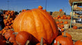 Pumpkin Seeds for Planting | Atlantic Giant | Cucurbita maxima | Large, Vibrant Orange, 10 Seeds
