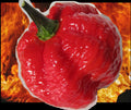 Red Borg Extreme Hot Pepper Seeds – Naglah x Bubblegum 7 Pot Hybrid, Super Rare, Capsicum chinense, Very Hot, 10 Seeds