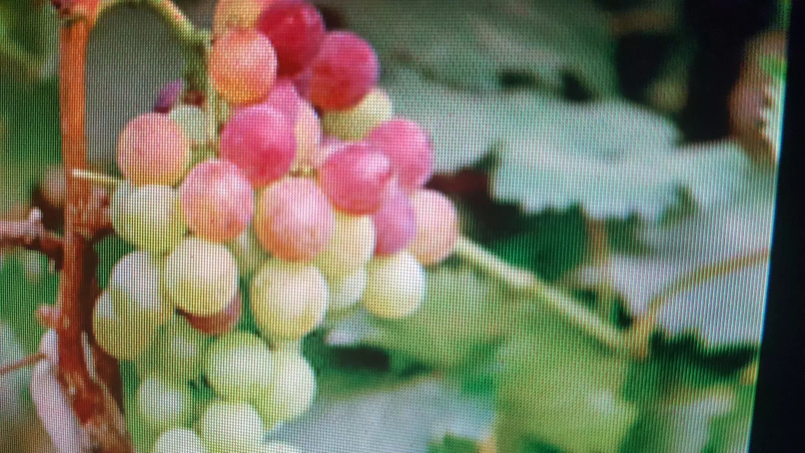 Large California Grape Seeds - Vitis vinifera for Growing, Juicy Fruit, Climbing Vine, 25+ Seeds
