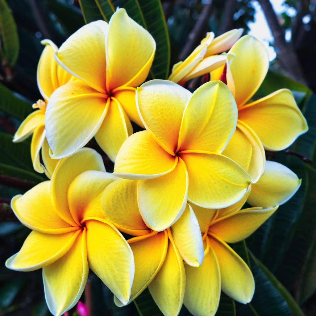 Plumeria Seeds – 5 Yellow White Hawaiian Flower Seeds – Perennial Tropical Plant – Plumeria spp.