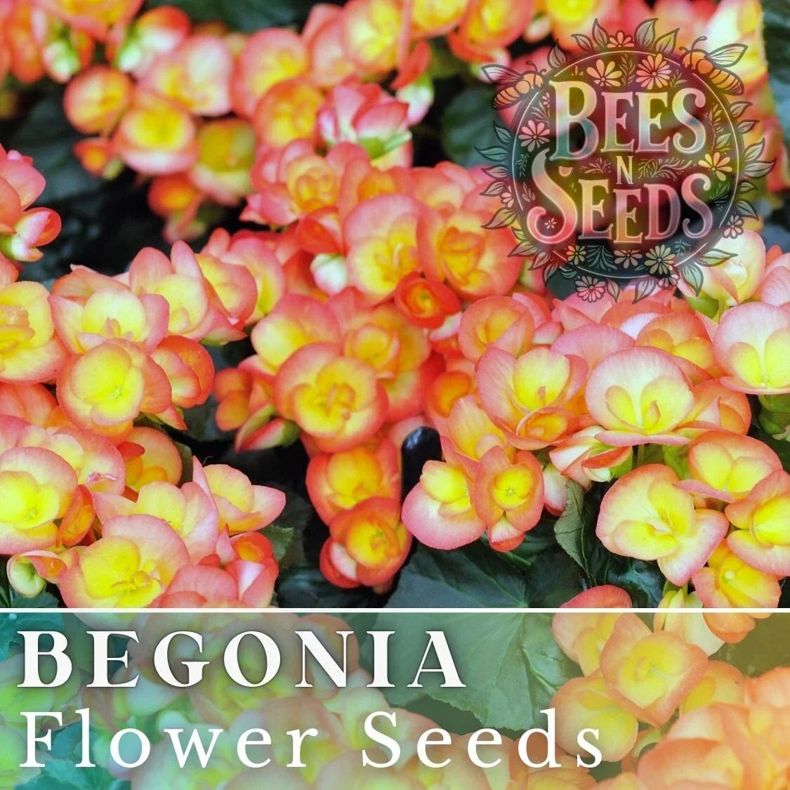 Sunrise Trifecta Begonia Seeds – Non-GMO Flower Seeds for Gardens & Containers, Vibrant Multi-Color Blooms, Begonia hybrida, 45 or 125 Seeds