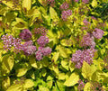 Spiraea japonica Mix Seeds - Colorful Flowering Shrubs for Garden, Hardy Perennials, Pink White Red Flowers, Landscaping, Pollinator Attractant