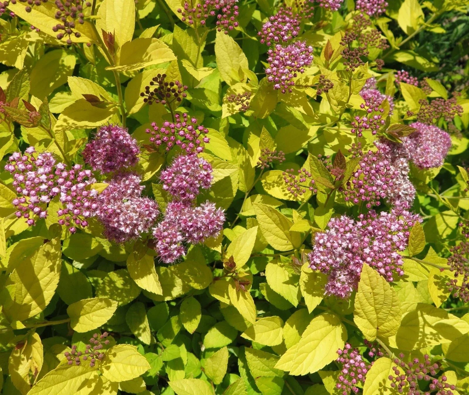 Spiraea japonica Mix Seeds - Colorful Flowering Shrubs for Garden, Hardy Perennials, Pink White Red Flowers, Landscaping, Pollinator Attractant