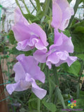 Misty Mountain Sweet Pea Seeds - 50+ Pack, Fragrant Climbing Vines, Lathyrus odoratus, Garden Planting, Annual Flower Seeds